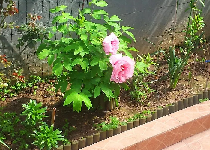 Anna لايميناس